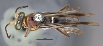 Media type: image;   Entomology 26598 Aspect: habitus dorsal view